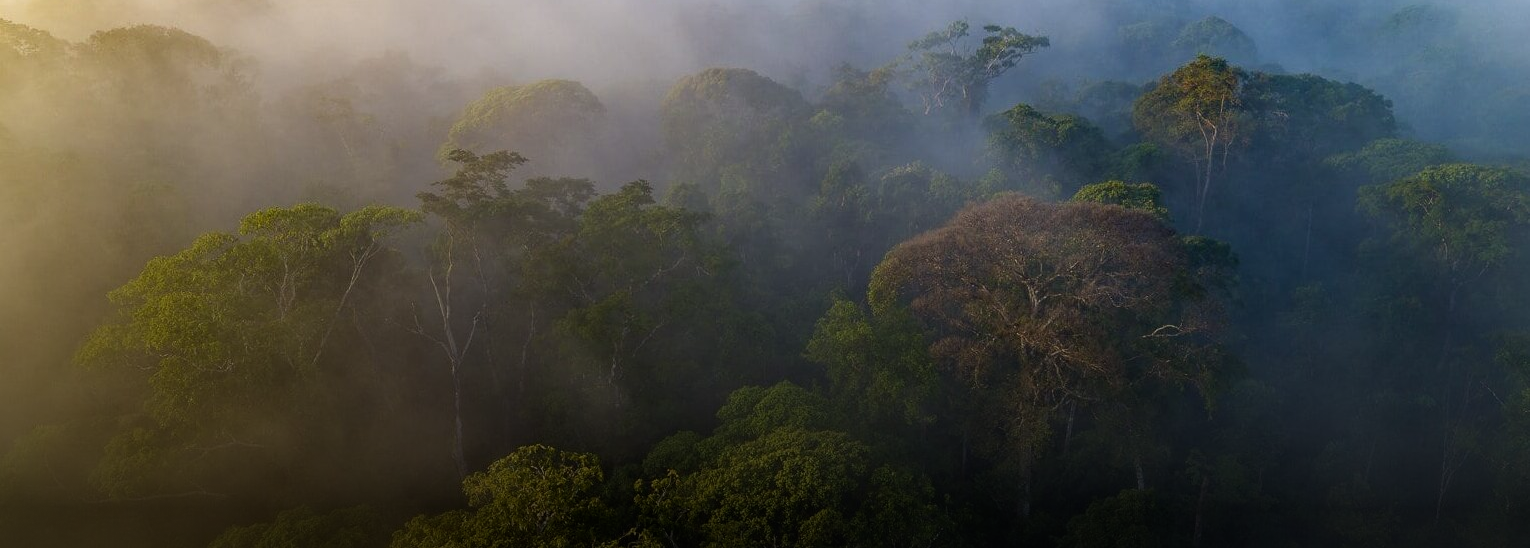 Ilustración de una selva húmeda